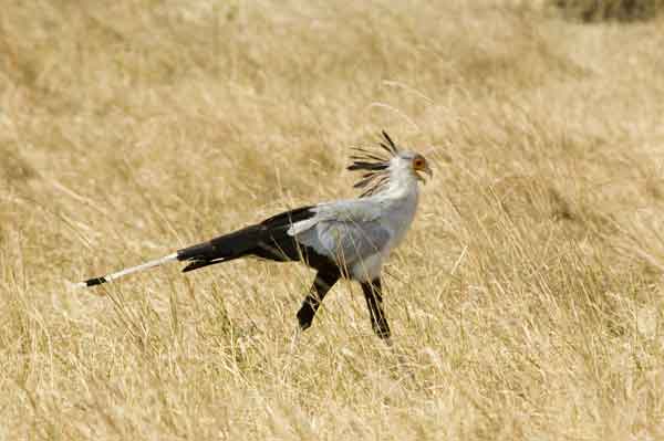 Pájaro Secretario - reserva nacional de Masai Mara - Kenia 1.jpg